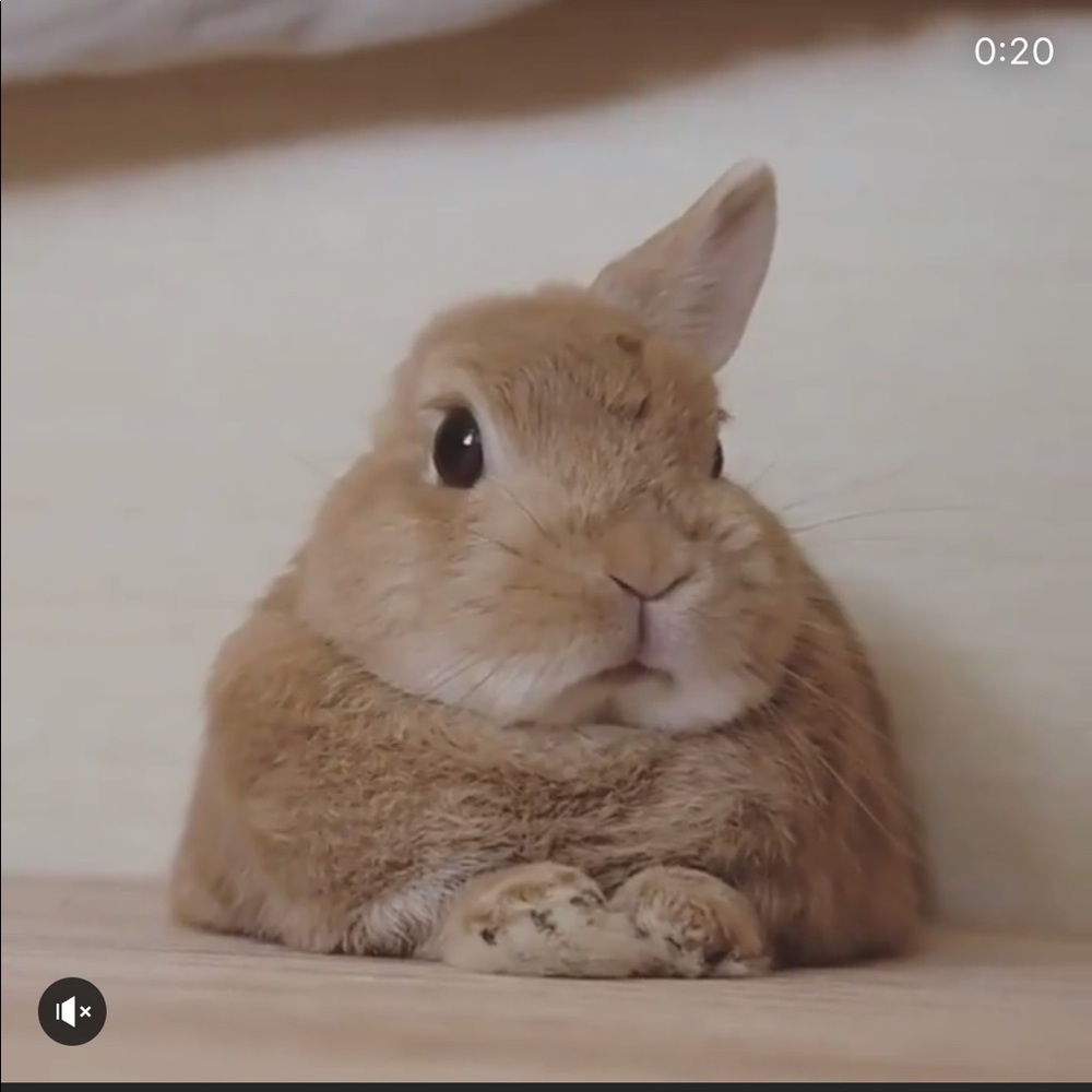 Meet your Posher, Rumple